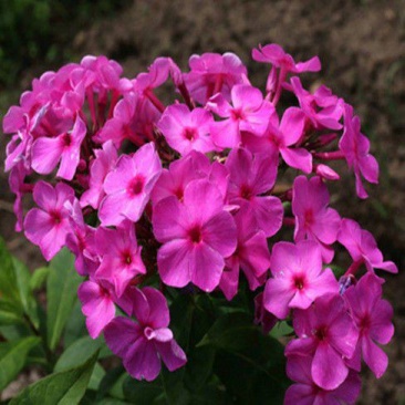 大叶福禄考《球型花品种，也可叫它绣球花》