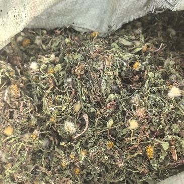 野生蒲公英手选精品青干无杂