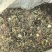 野生蒲公英手选精品青干无杂