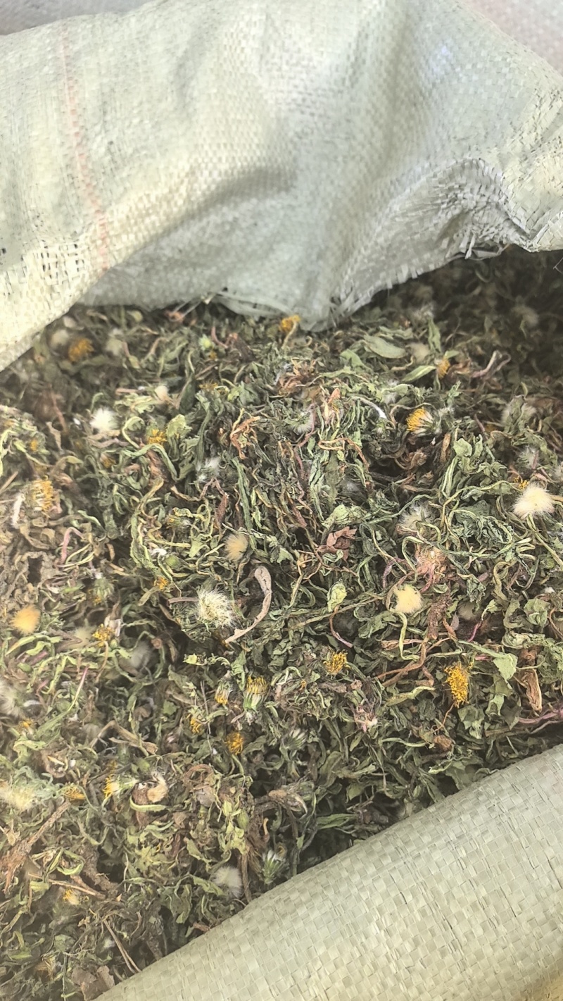野生蒲公英手选精品青干无杂