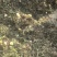 野生蒲公英手选精品青干无杂