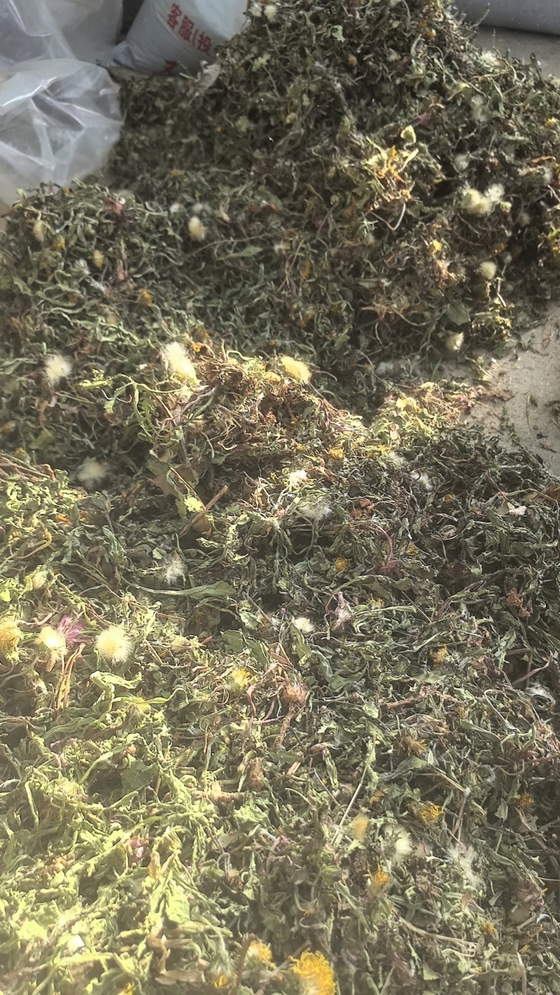野生蒲公英手选精品青干无杂
