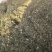 野生蒲公英手选精品青干无杂