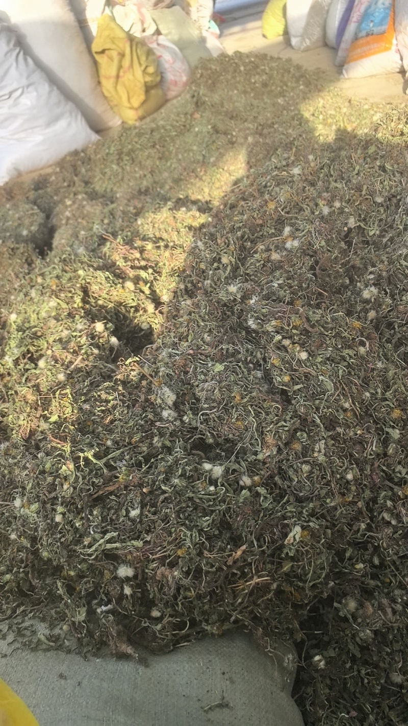 野生蒲公英手选精品青干无杂