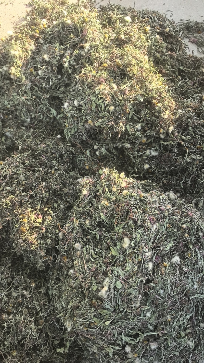 野生蒲公英手选精品青干无杂