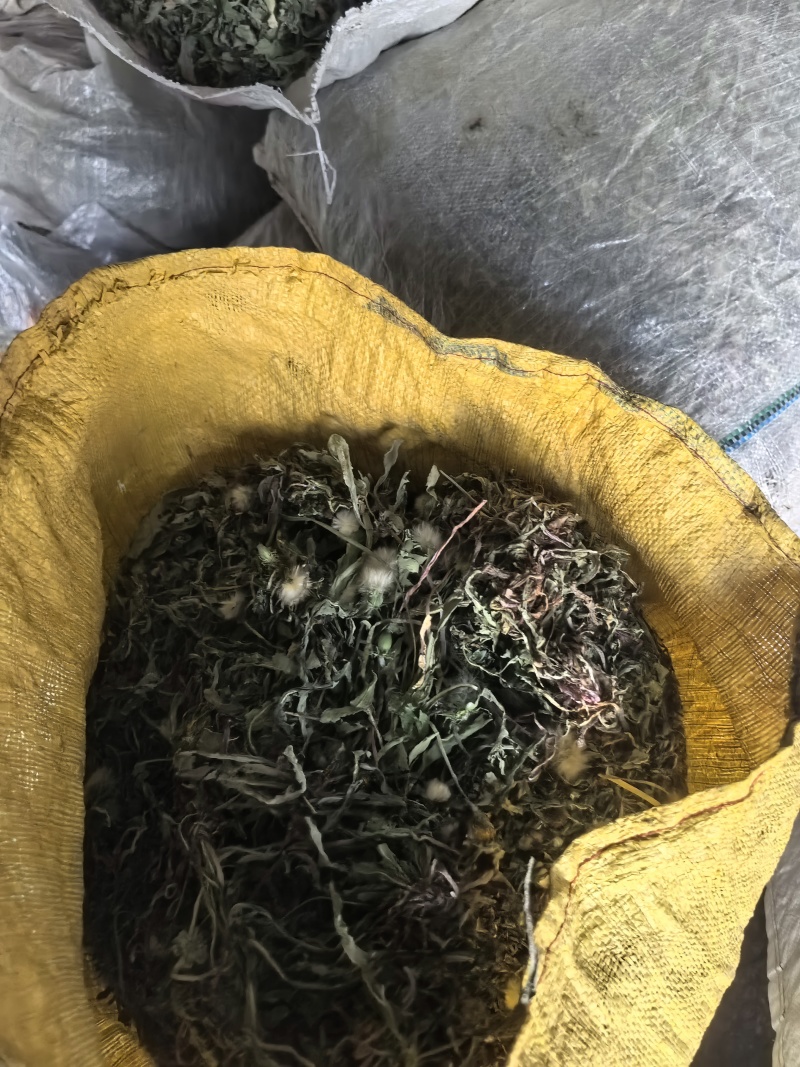 野生蒲公英手选精品青干无杂