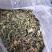 野生蒲公英手选精品青干无杂