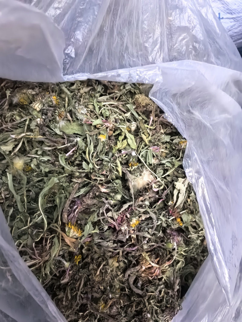 野生蒲公英手选精品青干无杂