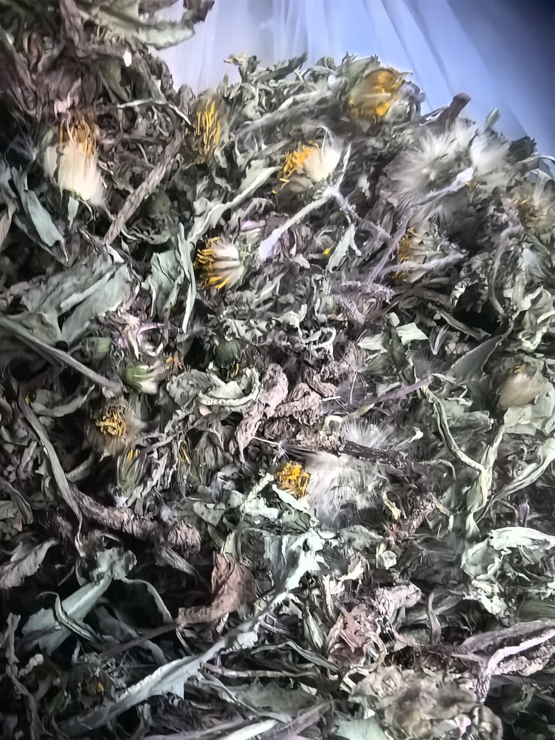 野生蒲公英手选精品青干无杂