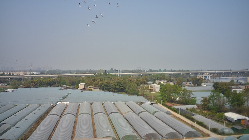 圣女果青甜二号