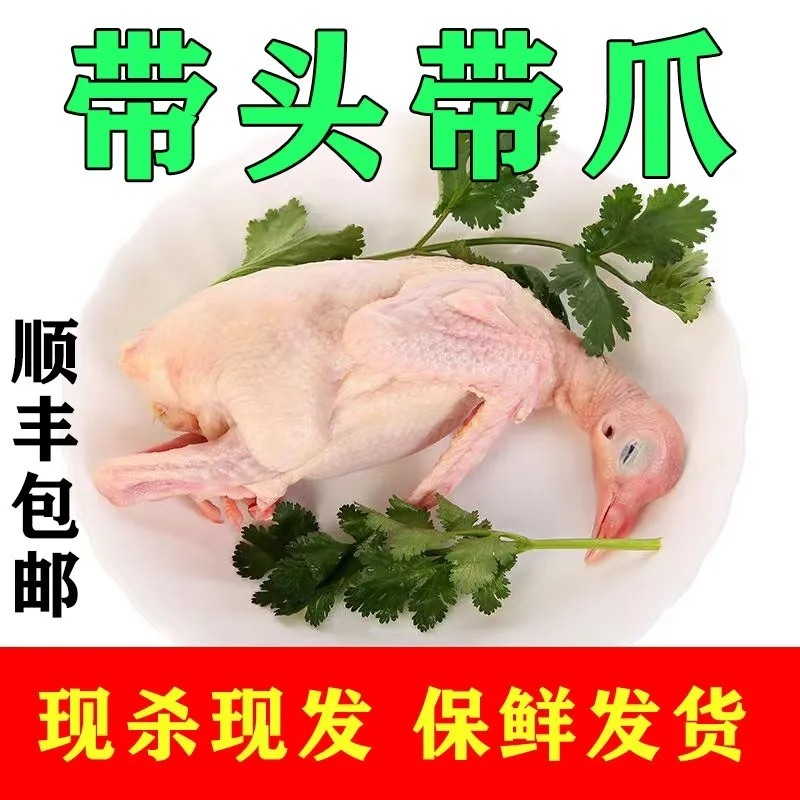 【白条鸽】乳鸽新鲜现杀乳鸽白条鸽大量批发速冻发货