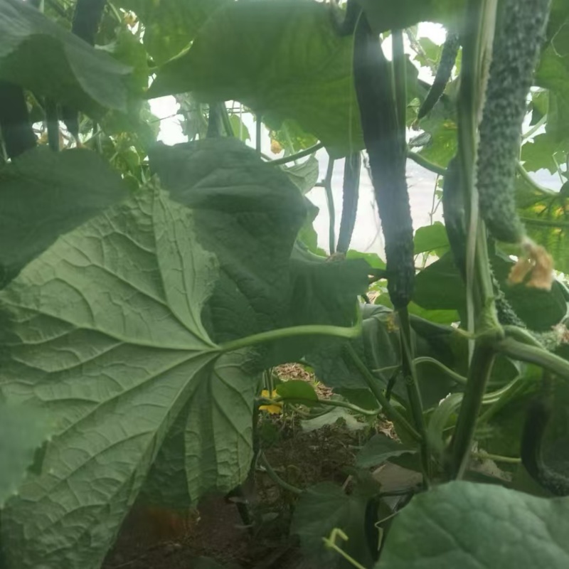 顺义绿芯黄瓜甜口自产自销，需要的老板联系我