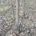 红油香椿树