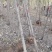 红油香椿树