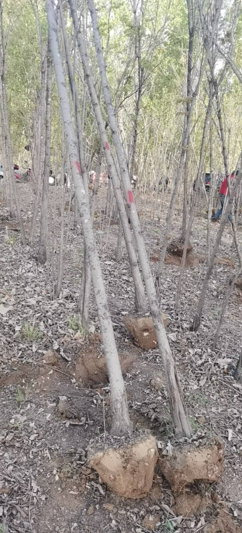 红油香椿树