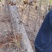 红油香椿树