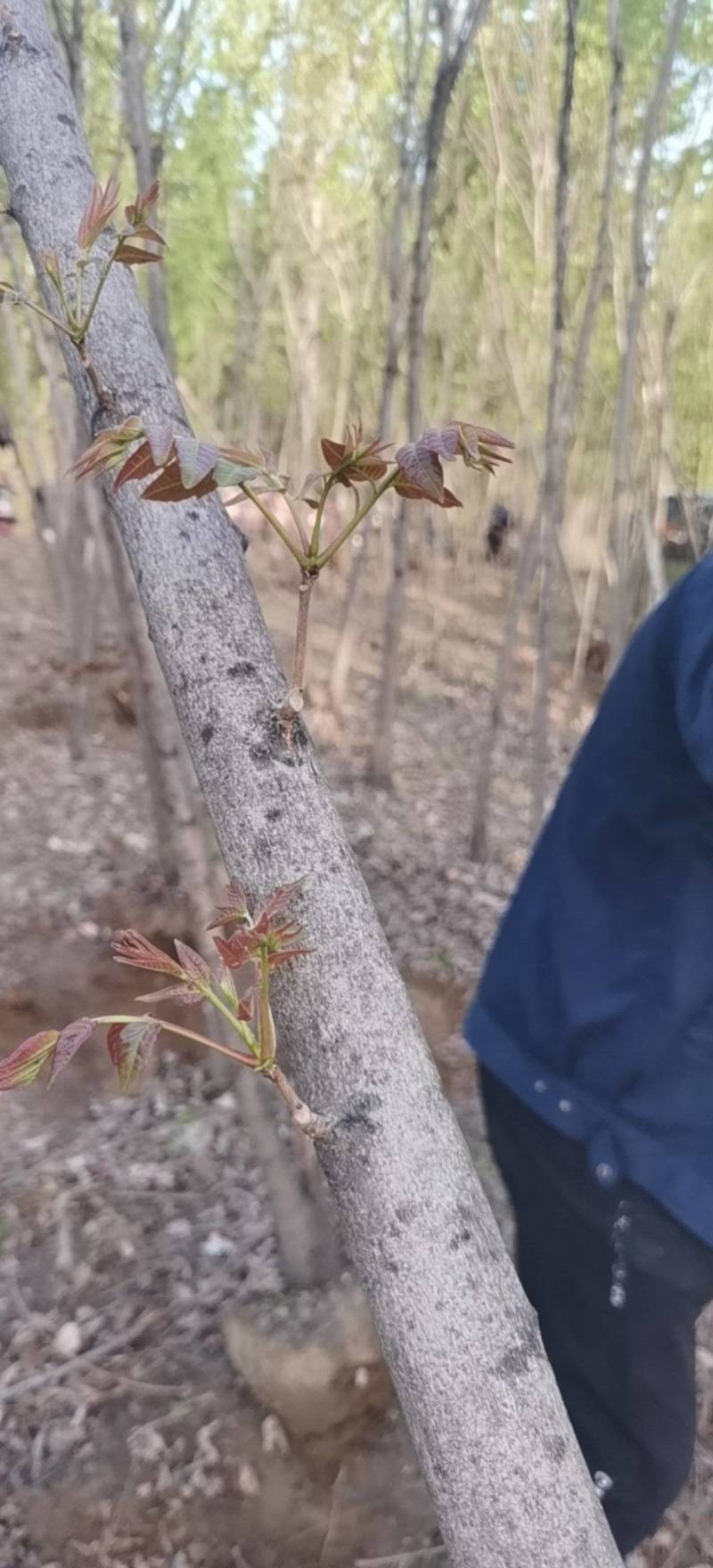 红油香椿树