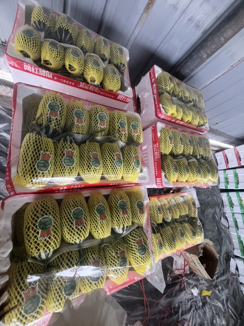 内黄县甜瓜大量上市‼️产地直销对接电商！品质保证‼️
