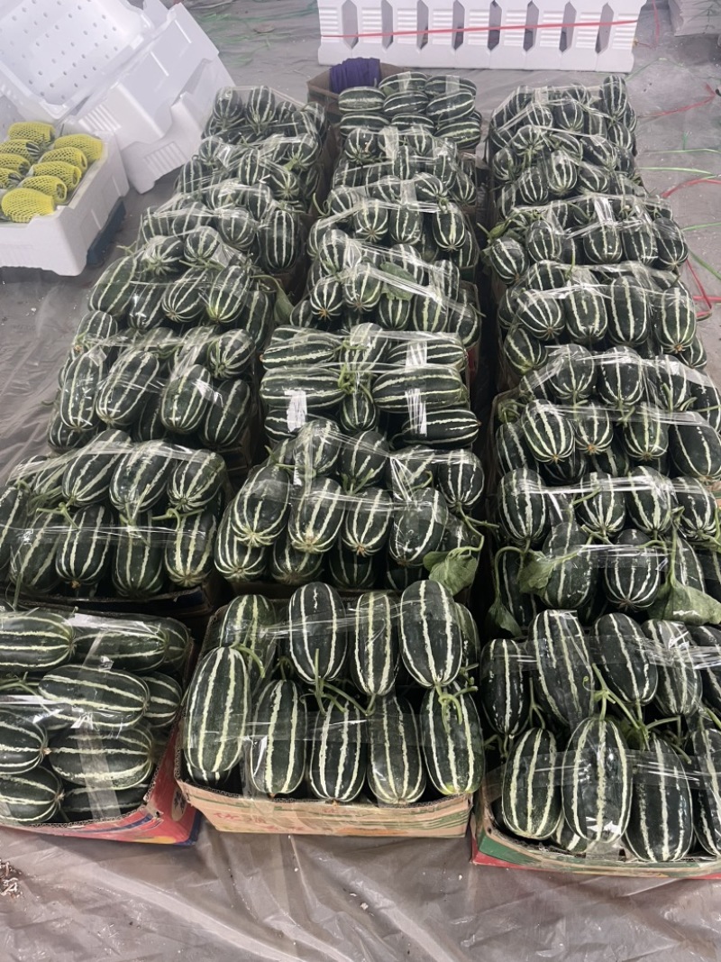 内黄县甜瓜大量上市‼️产地直销对接电商！品质保证‼️