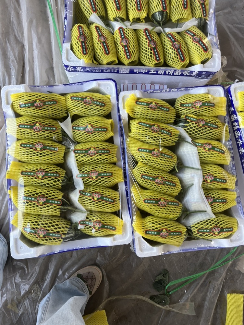 内黄县甜瓜大量上市‼️产地直销对接电商！品质保证‼️