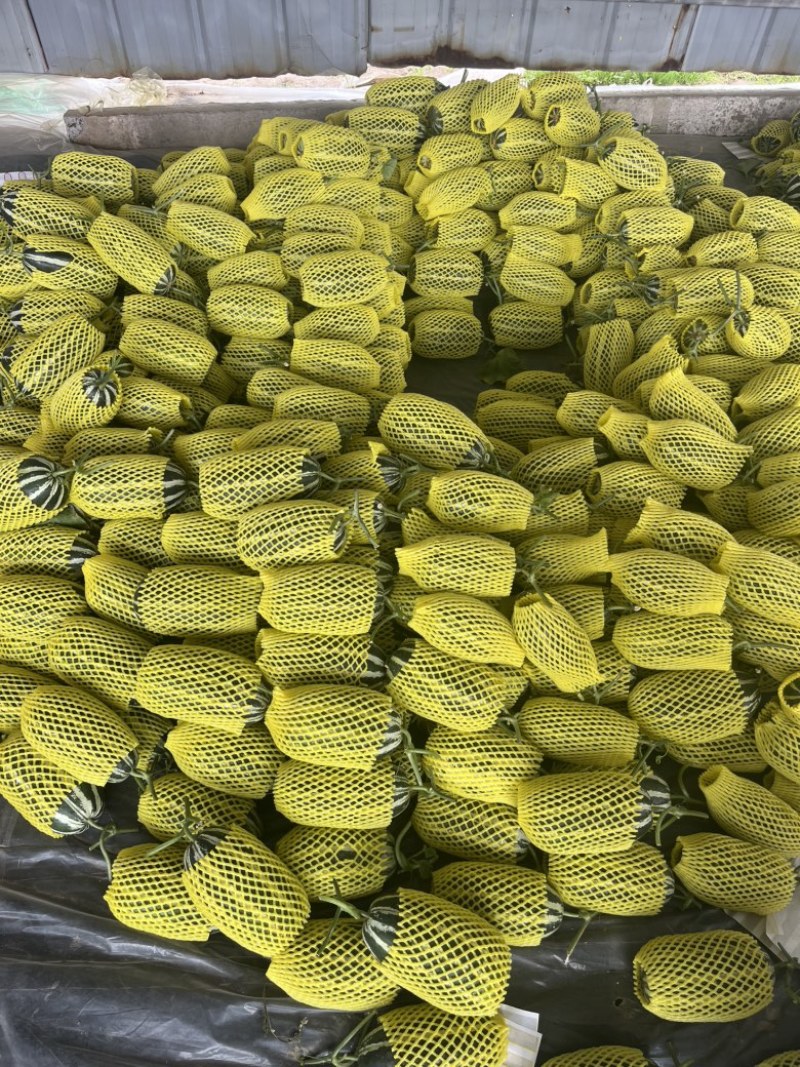 内黄县甜瓜大量上市‼️产地直销对接电商！品质保证‼️