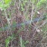 水蜡基地批发水腊苗,水腊工程苗高15-100水蜡量大