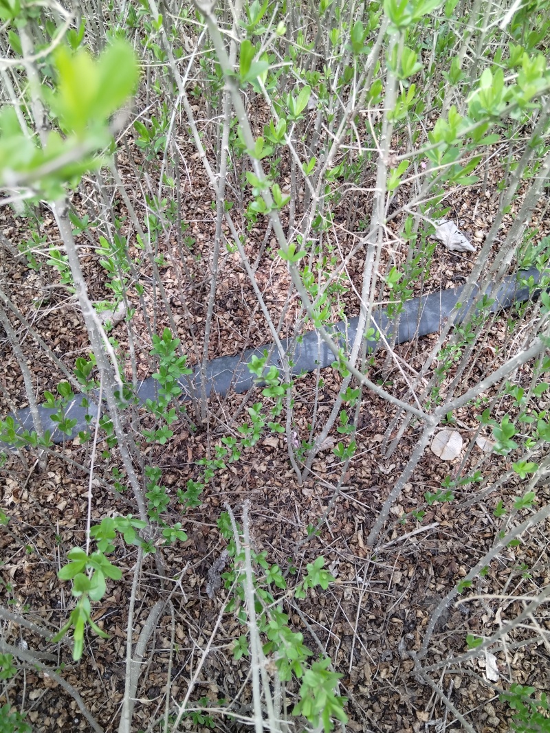 水蜡基地批发水腊苗，水腊工程苗高15-100水蜡量大