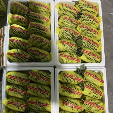 内黄县甜瓜大量上市‼️产地直销对接电商！品质保证‼️