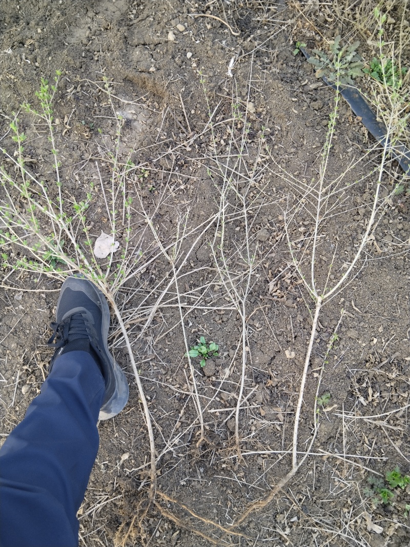 水蜡基地批发水腊苗，水腊工程苗高15-100水蜡量大