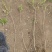 水蜡基地批发水腊苗,水腊工程苗高15-100水蜡量大