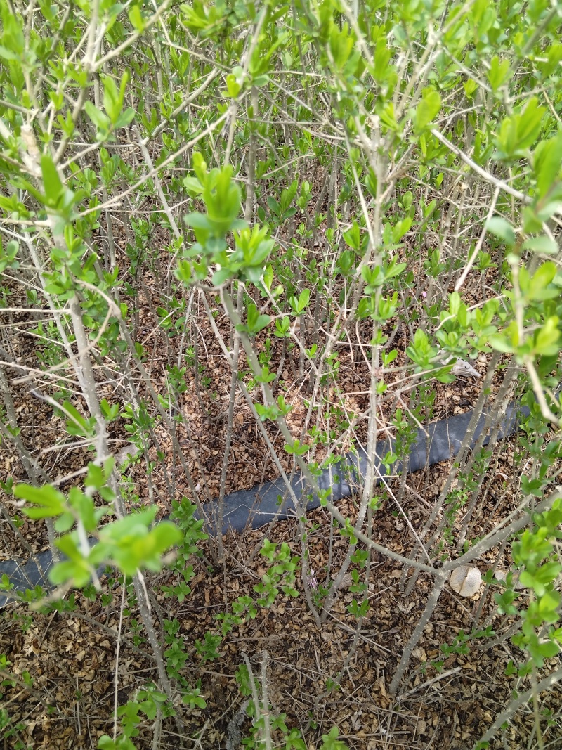 水蜡基地批发水腊苗，水腊工程苗高15-100水蜡量大