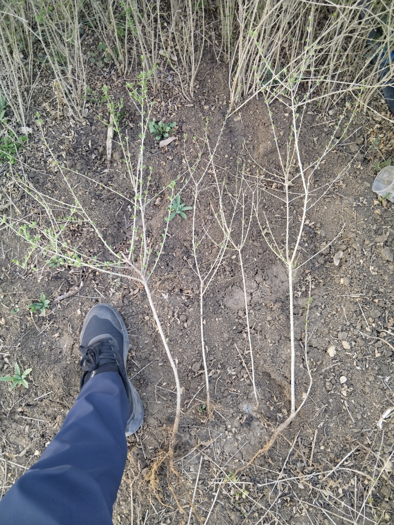 水蜡基地批发水腊苗，水腊工程苗高15-100水蜡量大