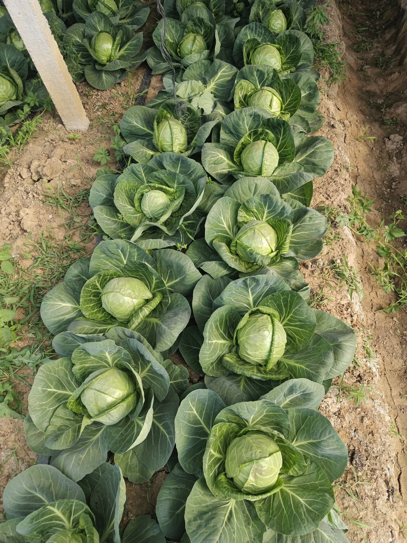 唐山市丰南区大新庄镇甘蓝，大头菜