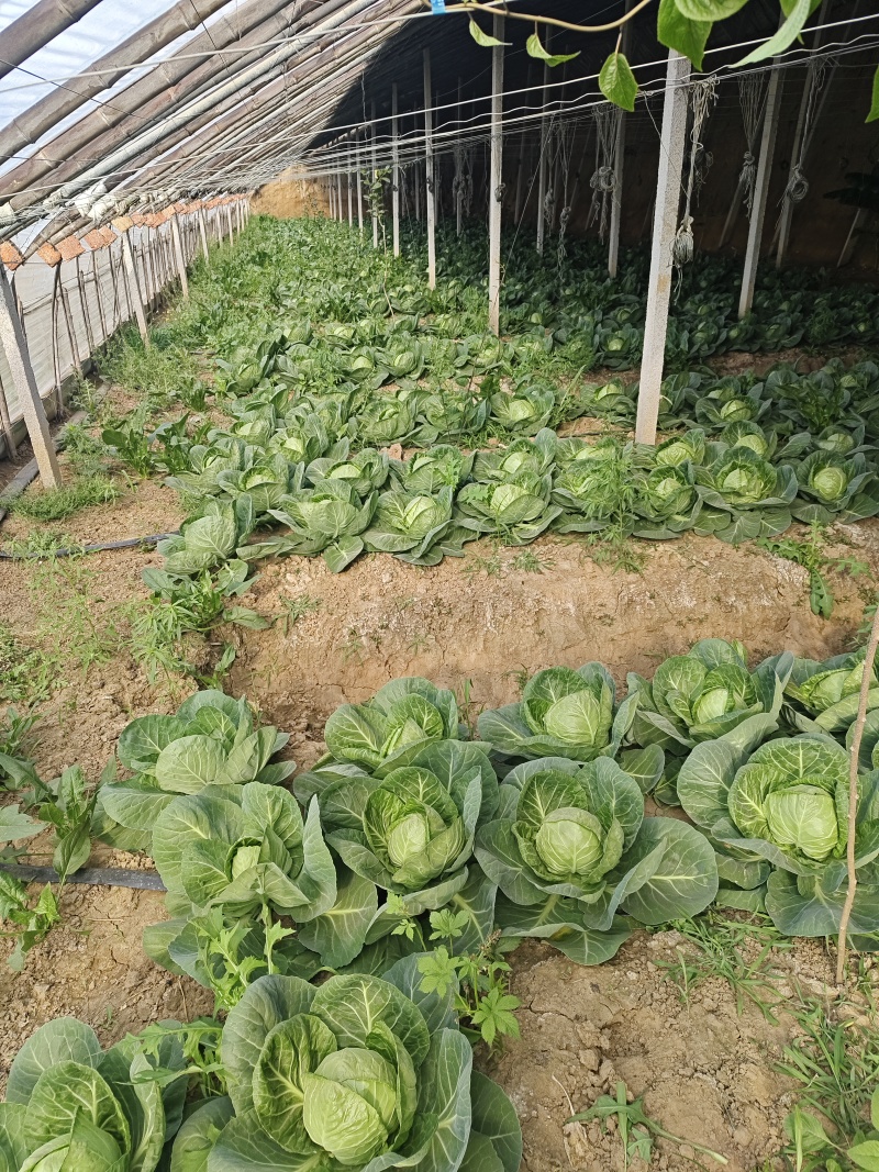 唐山市丰南区大新庄镇甘蓝，大头菜