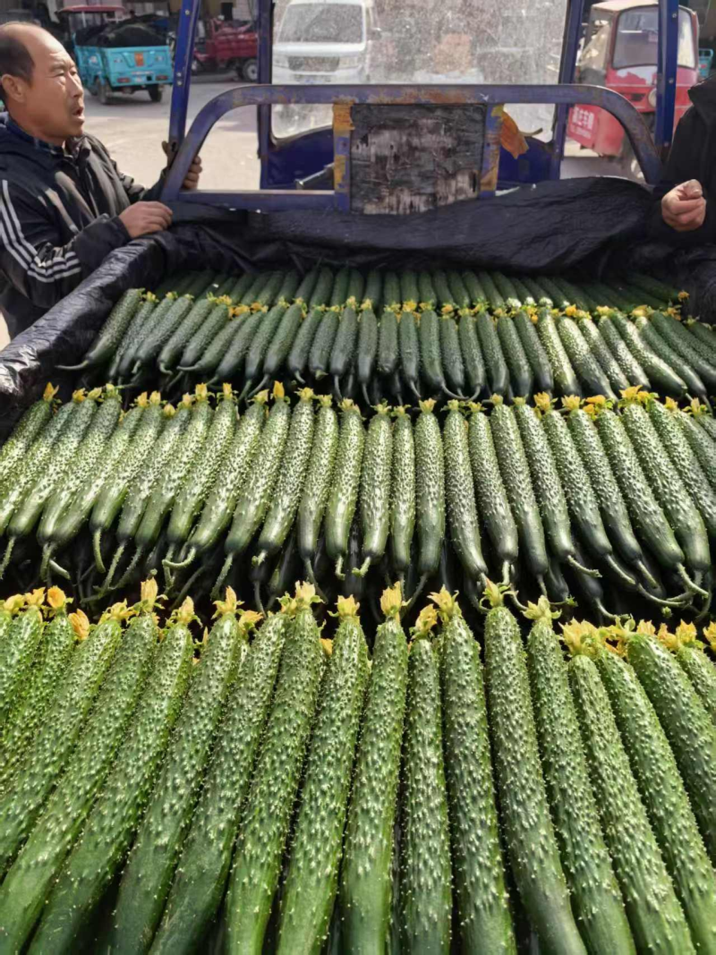 精品黄瓜