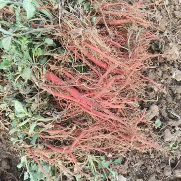 丹参苗基地直发优质改良高产