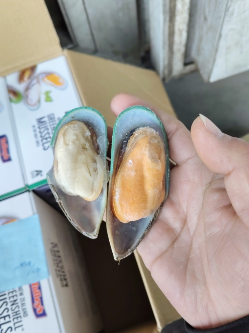 新西兰青口贝全壳青口贝鲜活速冻海鲜自助食材黑口贝蓝口贝