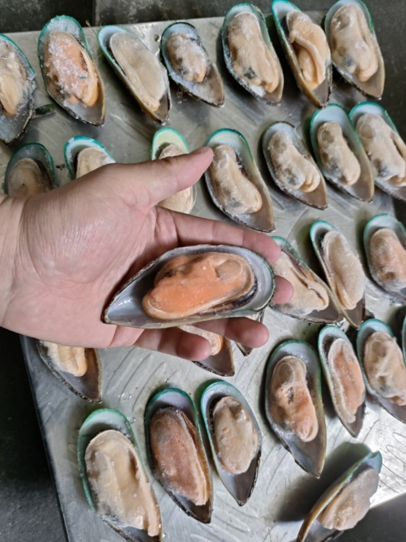 新西兰青口贝全壳青口贝鲜活速冻海鲜自助食材黑口贝蓝口贝