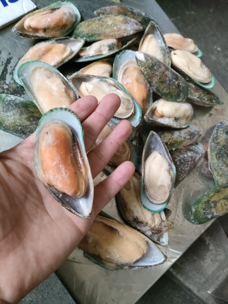 新西兰青口贝全壳青口贝鲜活速冻海鲜自助食材黑口贝蓝口贝