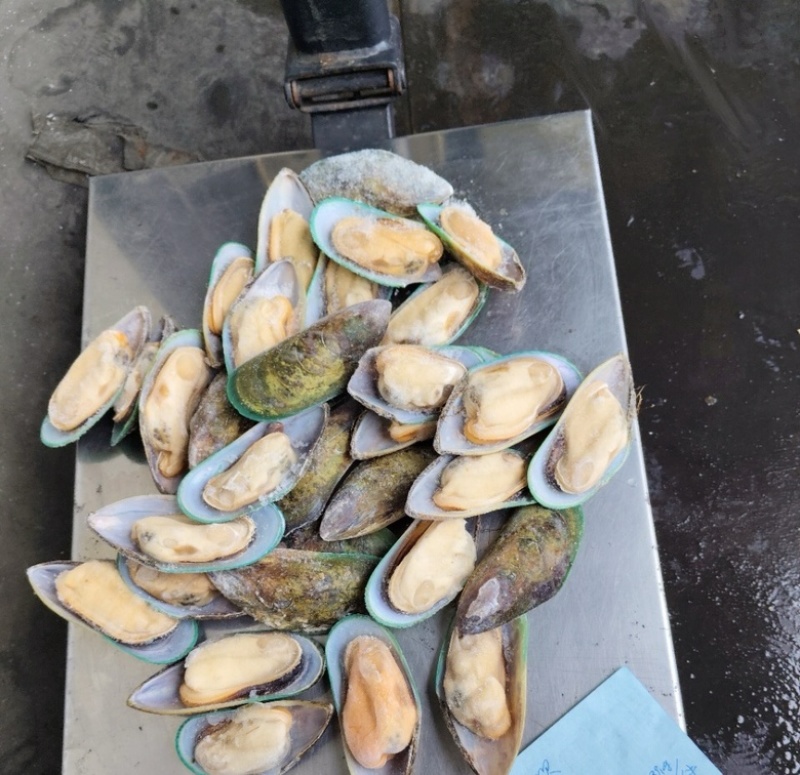 新西兰青口贝全壳青口贝鲜活速冻海鲜自助食材黑口贝蓝口贝