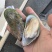 新西兰青口贝全壳青口贝鲜活速冻海鲜自助食材黑口贝蓝口贝
