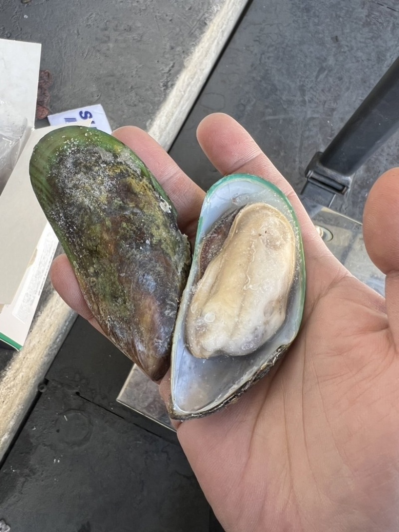 新西兰青口贝全壳青口贝鲜活速冻海鲜自助食材黑口贝蓝口贝