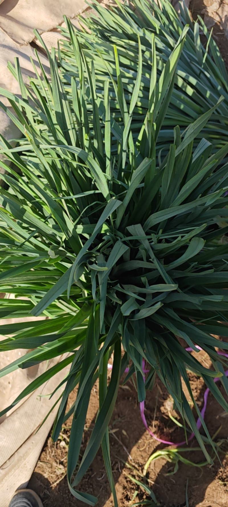 红根蒜苗，鱼台东昊运种植专业合作社，精品