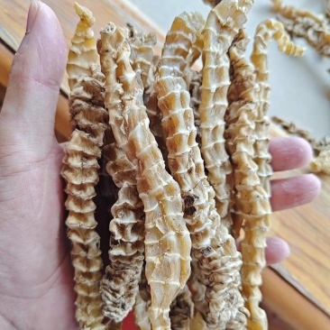 精品地参，选货，都是大白条，条索粗壮