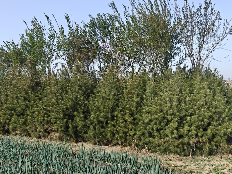 十年树龄虎皮松，高三到四米米左右，急售三千棵，打包出售，