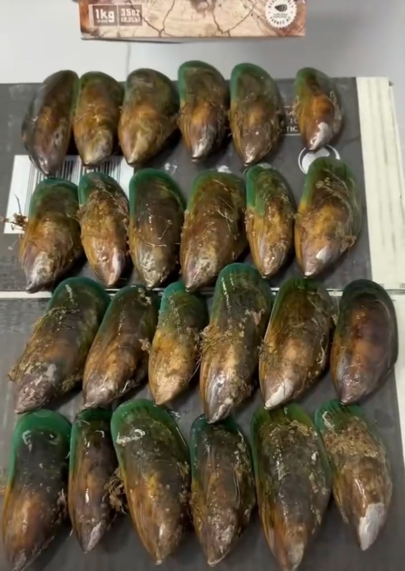 新西兰青口贝全壳青口贝鲜活速冻海鲜自助食材黑口贝蓝口贝