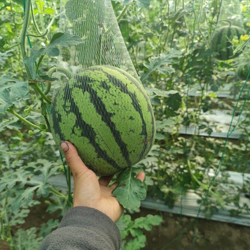 大凉山西昌美都吊瓜，地瓜有需要的联系