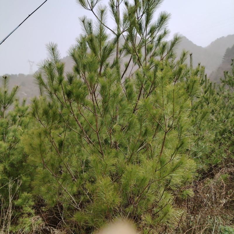 【华山松】甘肃松树大田华山松2.5-3.5米提供技术