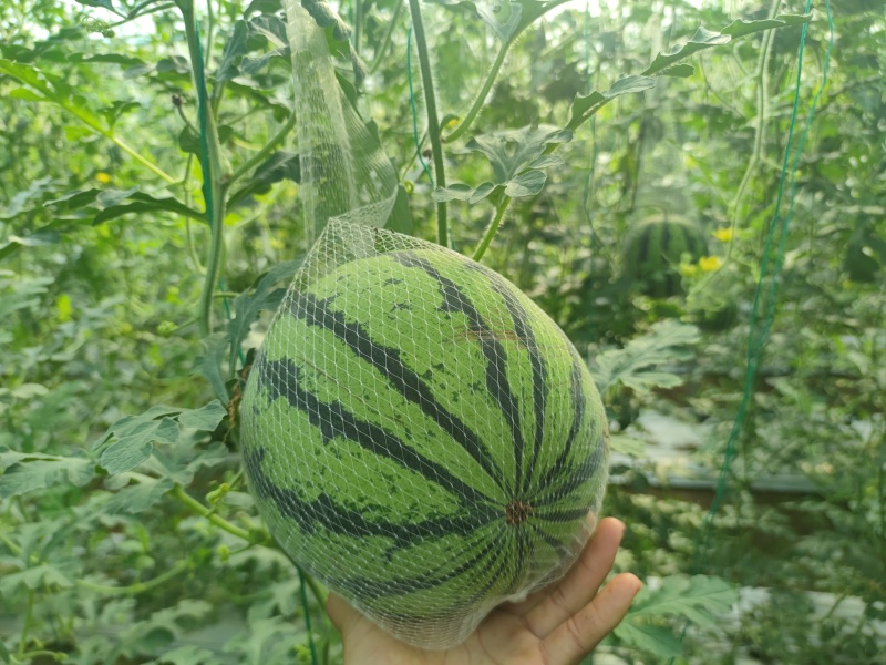 大凉山西昌美都吊瓜，地瓜有需要的联系