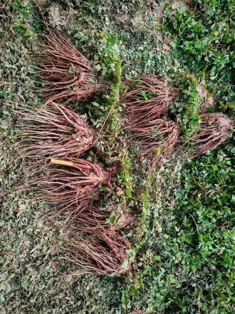 云南当归苗地苗漂盘苗